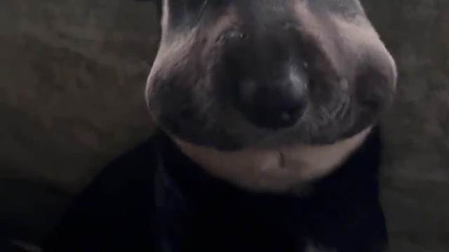 这回知道蜜蜂的厉害了吧