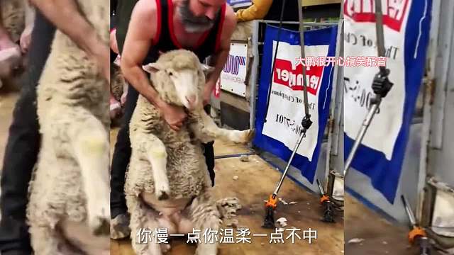 搞笑配音，毛没了比赛还输了，这下陪大了