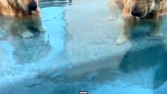 给哥俩取个名吧#搞笑配音#万万没想到