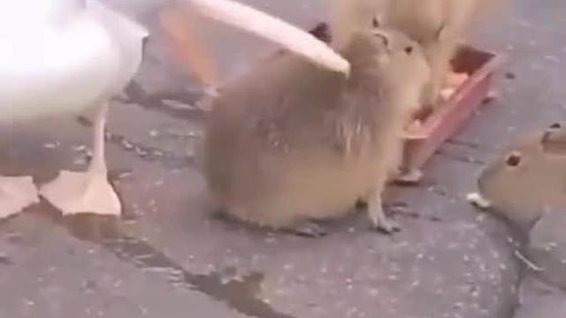 翻译的对错放一边，就问你翻没翻译吧#搞笑配音#万万没想到