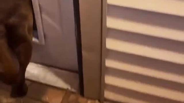 高冷且脾气暴躁的狗子#搞笑配音#万万没想到