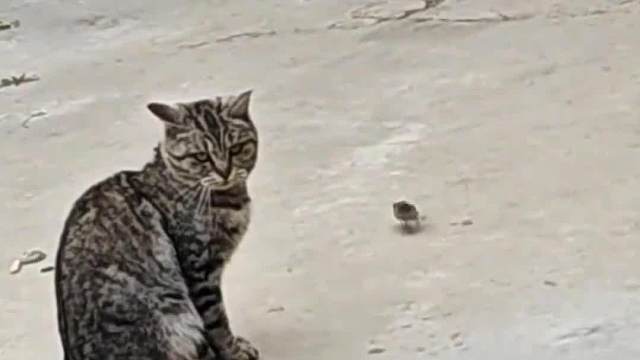 高手从不回头#搞笑配音#万万没想到