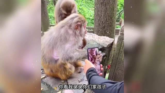 万万没成想，看个视频让猴子打一巴掌