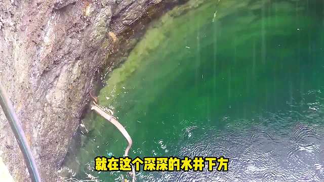 井下藏着一条剧毒眼睛王蛇，豪哥下去捕捉失败了