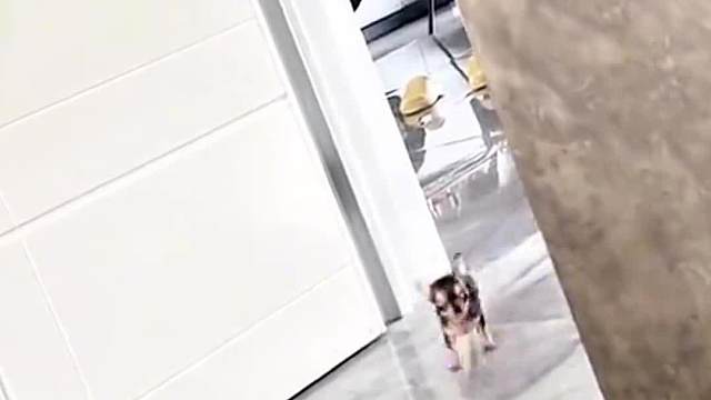 这狗子成精了吧