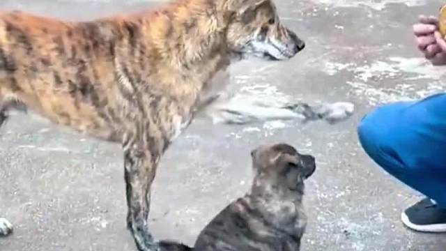 这狗子还真疼儿子