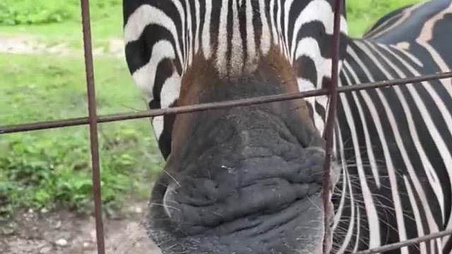 谁家握手用舌头握