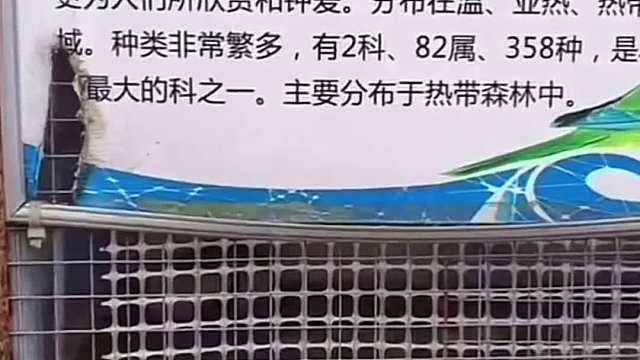 这花海可太花海了