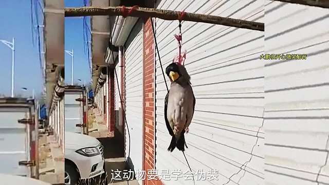 搞笑配音，这演技可以获奖了