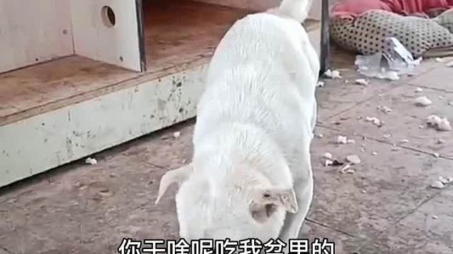 别问了，我配音的时候吃的也是盆里的饭