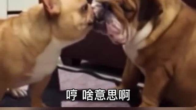 狗到没朋友#搞笑配音#万万没想到