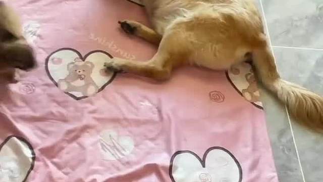 狗爸以前的我只想屎，现在的我是真的想死#搞笑配音#万万没想到