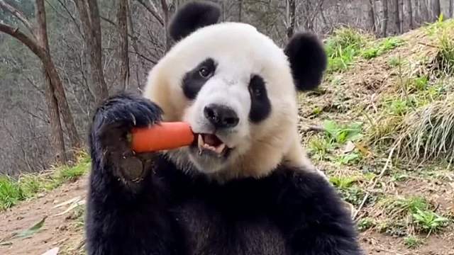 给我整饿了#搞笑配音#万万没想到