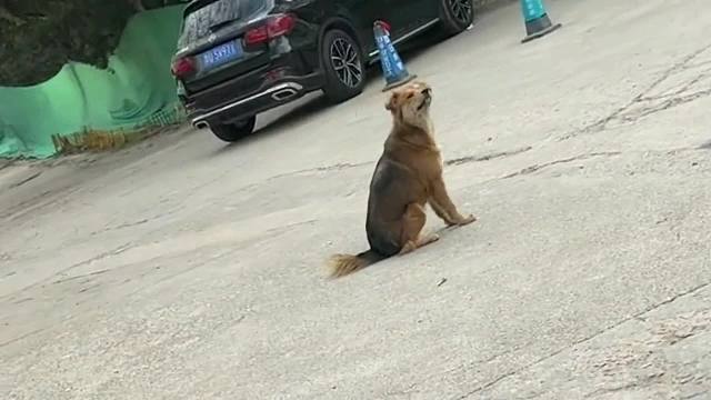 那些动物迷惑行为，配音视频