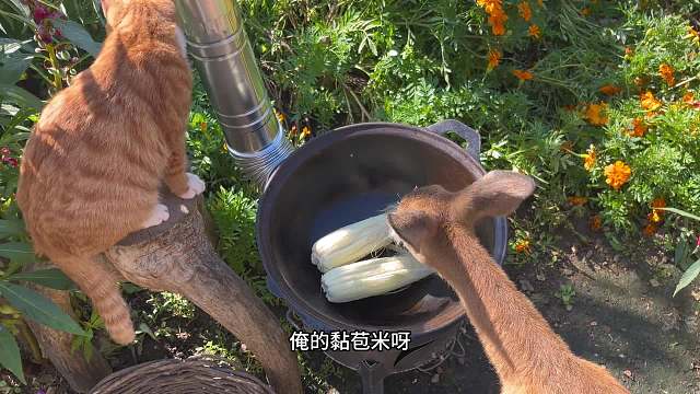 傻狍子和它的好朋友