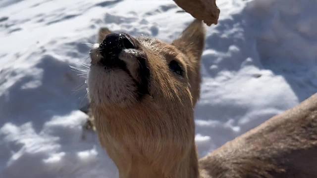 好玩吧没玩过吧