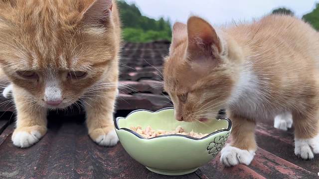 小猫咪懂事的让人心疼