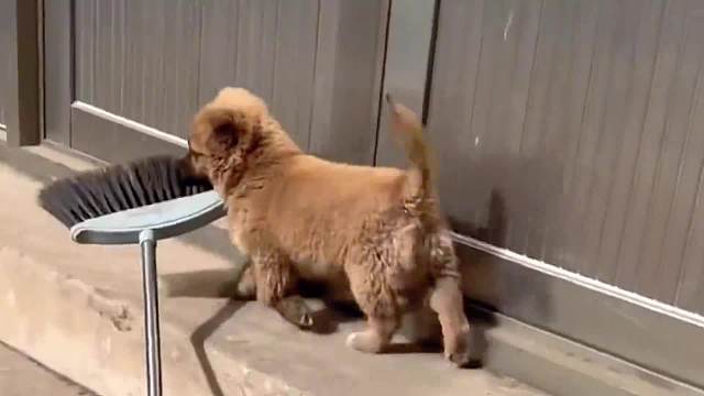 乡村真的才是狗子最自由快乐的归属