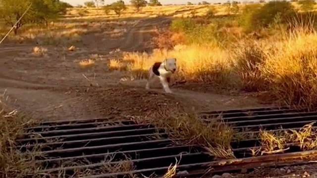 古灵精怪的狗子们