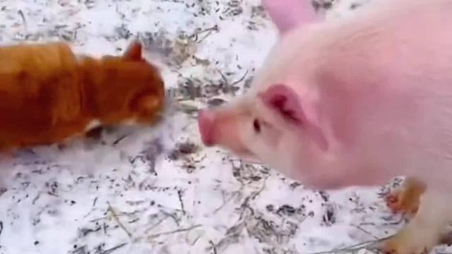 如果不开心，就来看看猫吧