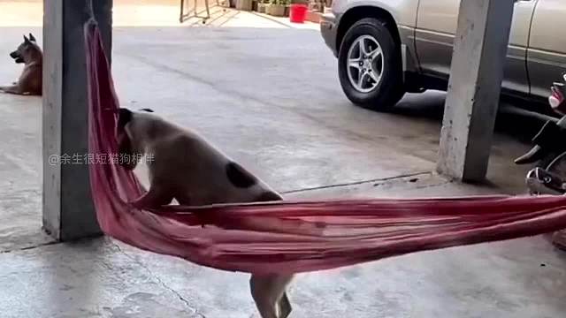 此生不能拒绝的唯有