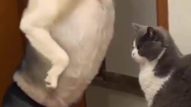 狗子成精了 什么热梗居然都会