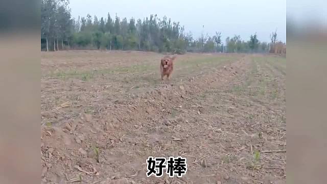 盘点今天的萌宠搞笑热梗