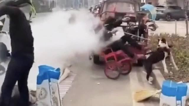 盘点那些狗子的尴尬瞬间