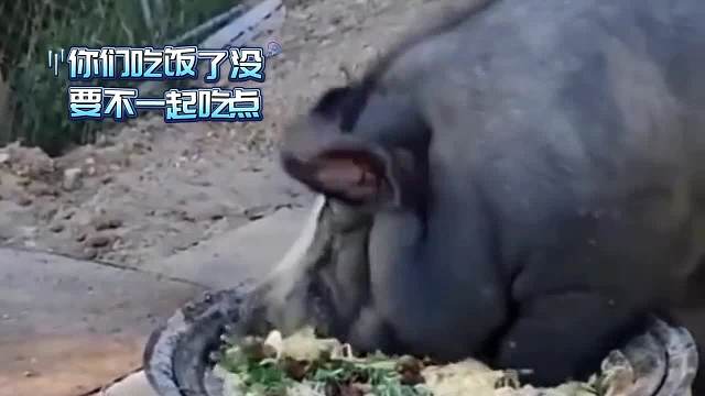 看完狗子们奇奇怪怪的睡姿，你今晚一定可以睡得很香