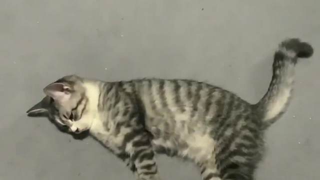 小猫咪：我emo了