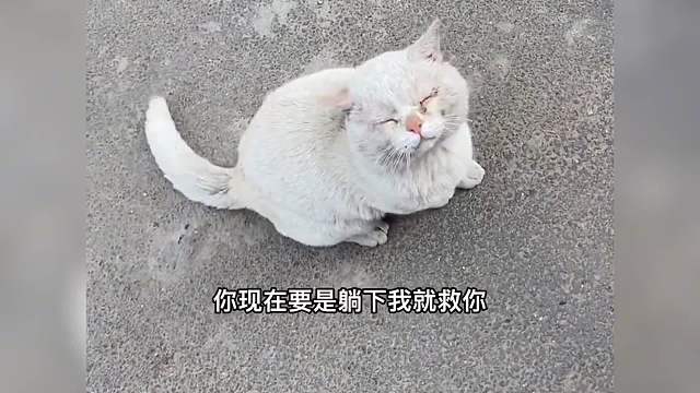 我是一只流浪猫，可是我很有礼貌，也很聪明还有很多好心的人关心我