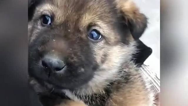 可是它真的好可爱啊#一定要看到最后