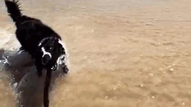 我居然被一条狗子帅到了