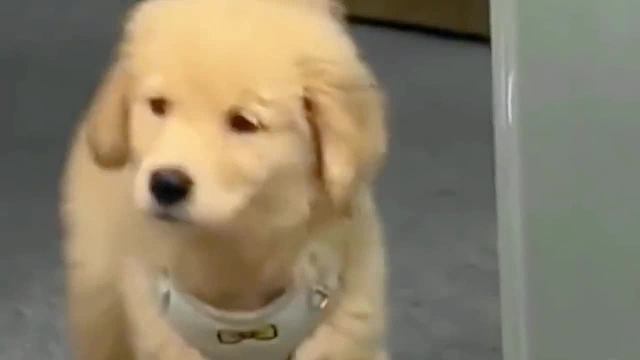 狗子连尴尬的时候都那么可爱