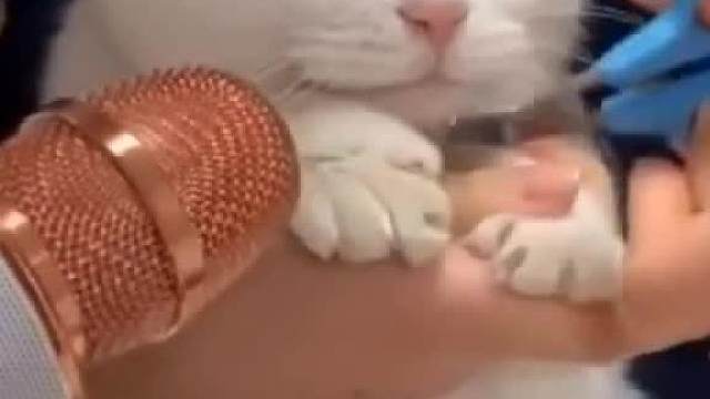 猫：难受着呢，拿个话筒 录你个