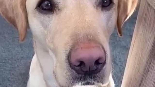 脑袋是方的、鼻子是方的、嘴巴也是方的