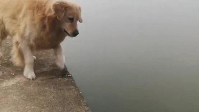 请跟老师一起背诵