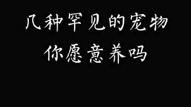 身为极品铲屎官，这几种罕见的宠物我都愿意养，你呢？上方小程序测一下？↖