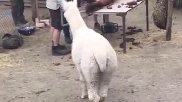 【动物配音】“泡温泉肯定头疼”