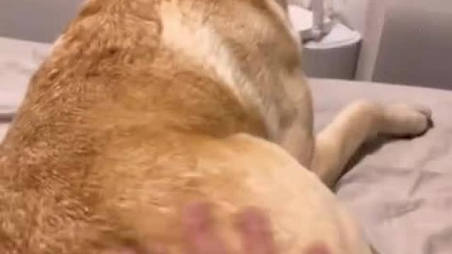 摸狗的时候突然打他一下#一定要看到最后