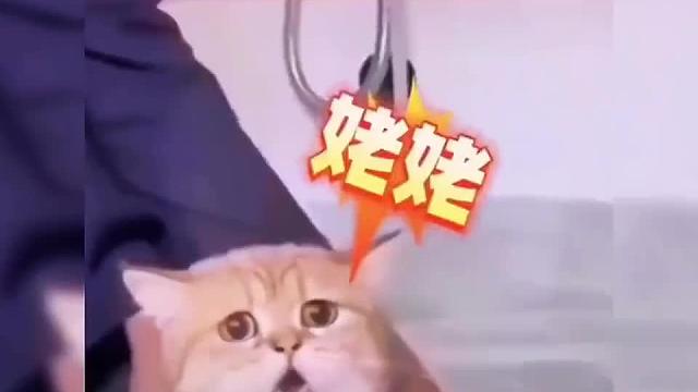 猫咪语言#一定要看到最后