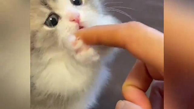 萌萌的小猫咪#一定要看到最后