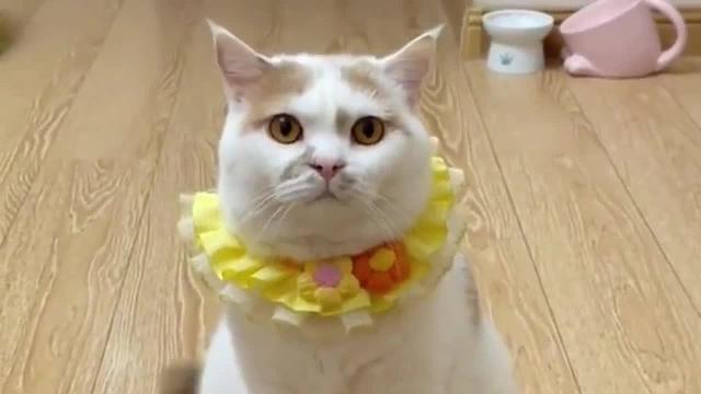 一大波话痨猫咪疯狂来袭