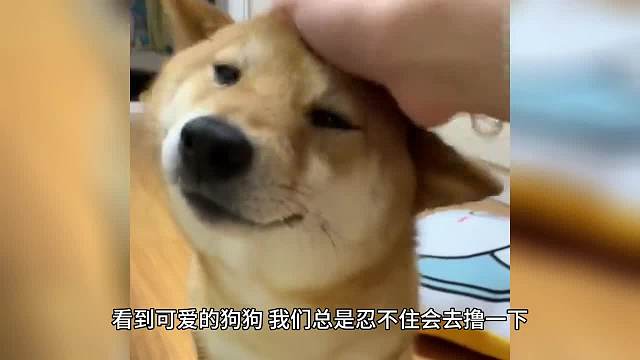 你知道哪些狗狗一点都不臭吗？