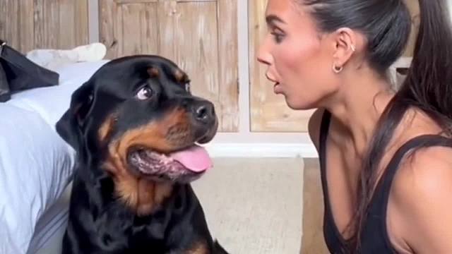 傻狗和聪明狗的差别