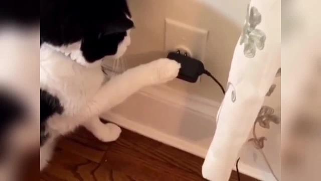 猫咪在进化，狗子却在退化