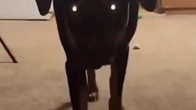 这一定是一条机器狗