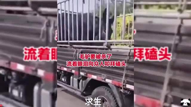 盘点万物皆有灵性名场面，主人卖牛，牛临走时下跪