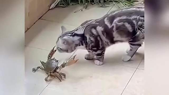 #猫咪的日常#一定要看到最后