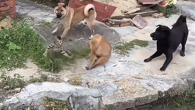 猫界的战斗力天花板#一定要看到最后